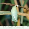 coenonympha glycerion daghestan pupa 1